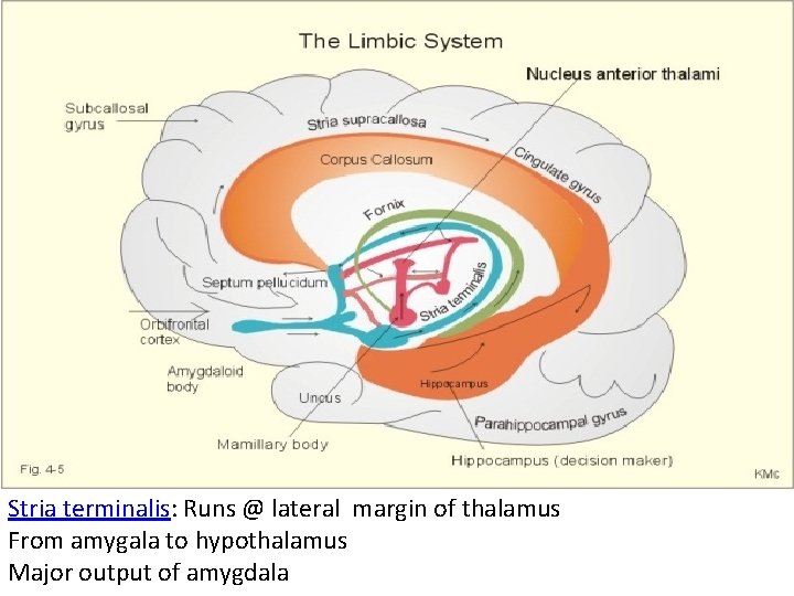 Stria terminalis: Runs @ lateral margin of thalamus From amygala to hypothalamus Major output