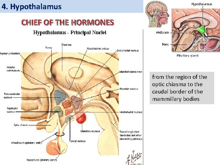 4. Hypothalamus CHIEF OF THE HORMONES from the region of the optic chiasma to