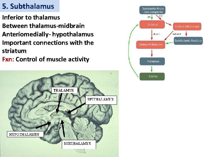 5. Subthalamus Inferior to thalamus Between thalamus-midbrain Anteriomedially- hypothalamus Important connections with the striatum