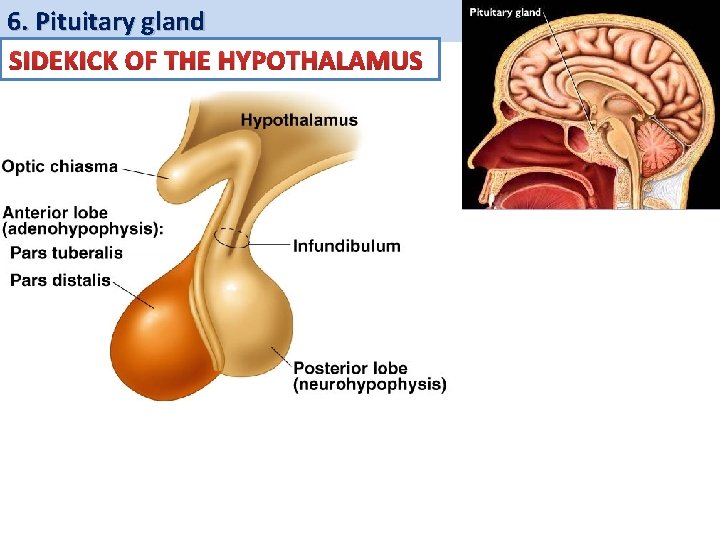 6. Pituitary gland SIDEKICK OF THE HYPOTHALAMUS 