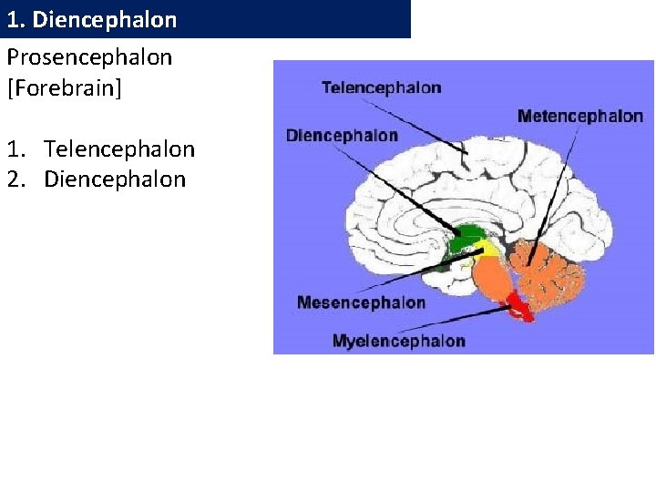 1. Diencephalon Prosencephalon [Forebrain] 1. Telencephalon 2. Diencephalon 