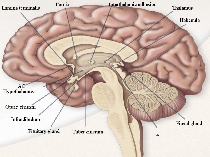 Lamina terminalis Fornix Interthalamic adhesion Thalamus Habenula AC Hypothalamus Optic chiasm Infundibulum Pituitary gland