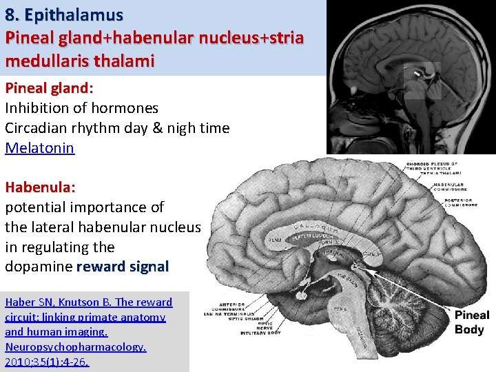 8. Epithalamus Pineal gland+habenular nucleus+stria medullaris thalami Pineal gland: Inhibition of hormones Circadian rhythm