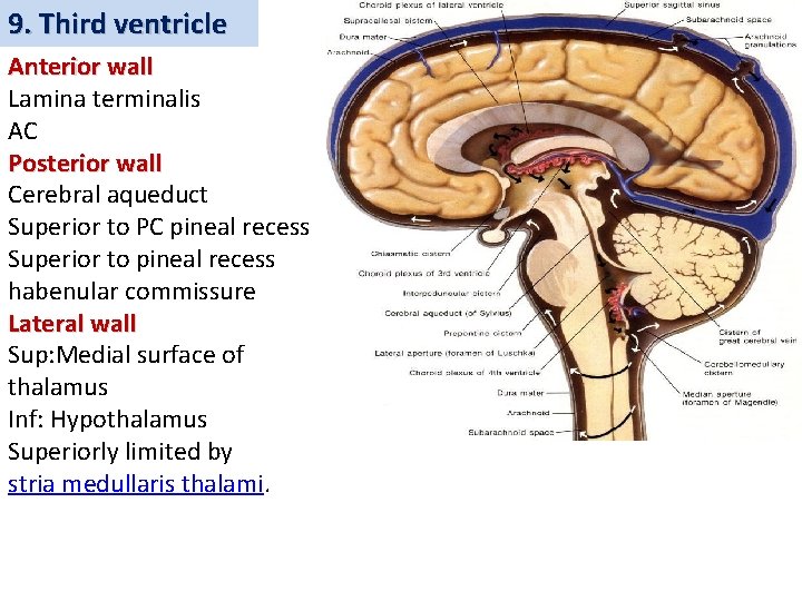 9. Third ventricle Anterior wall Lamina terminalis AC Posterior wall Cerebral aqueduct Superior to