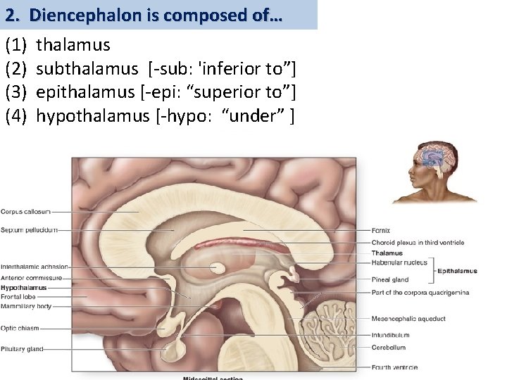 2. Diencephalon is composed of… (1) thalamus (2) subthalamus [-sub: 'inferior to”] (3) epithalamus