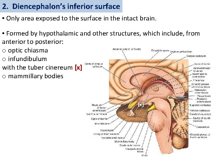 2. Diencephalon’s inferior surface • Only area exposed to the surface in the intact