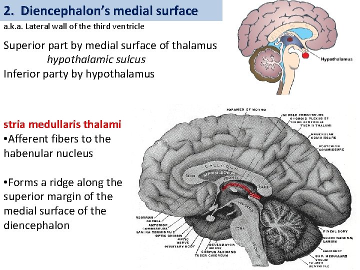 2. Diencephalon’s medial surface a. k. a. Lateral wall of the third ventricle Superior