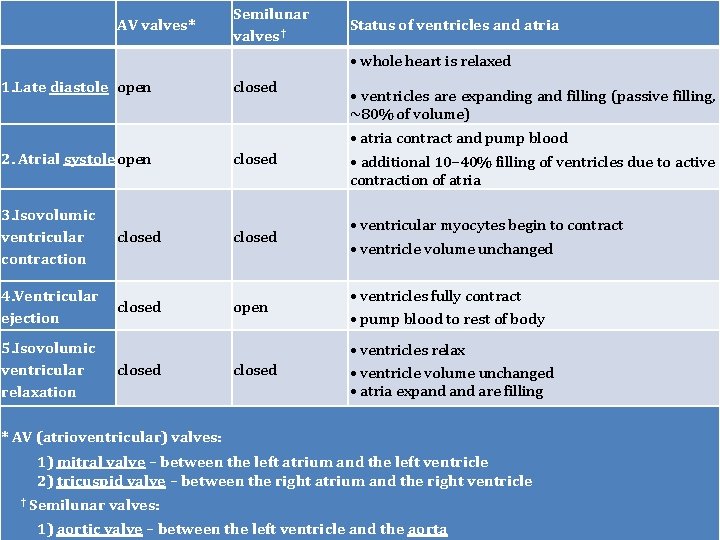 AV valves* Semilunar valves† Status of ventricles and atria • whole heart is relaxed