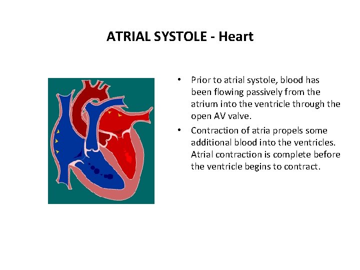 ATRIAL SYSTOLE - Heart • Prior to atrial systole, blood has been flowing passively