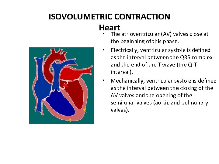 ISOVOLUMETRIC CONTRACTION Heart • The atrioventricular (AV) valves close at the beginning of this