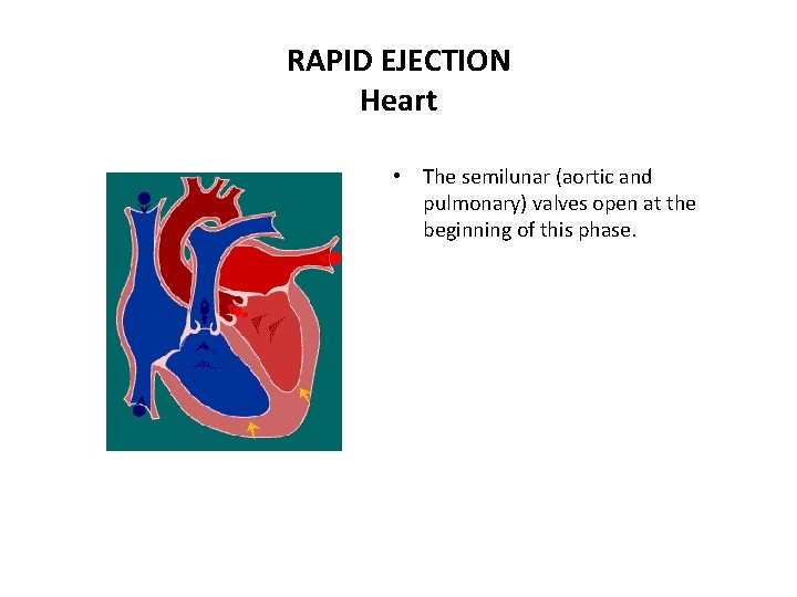 RAPID EJECTION Heart • The semilunar (aortic and pulmonary) valves open at the beginning
