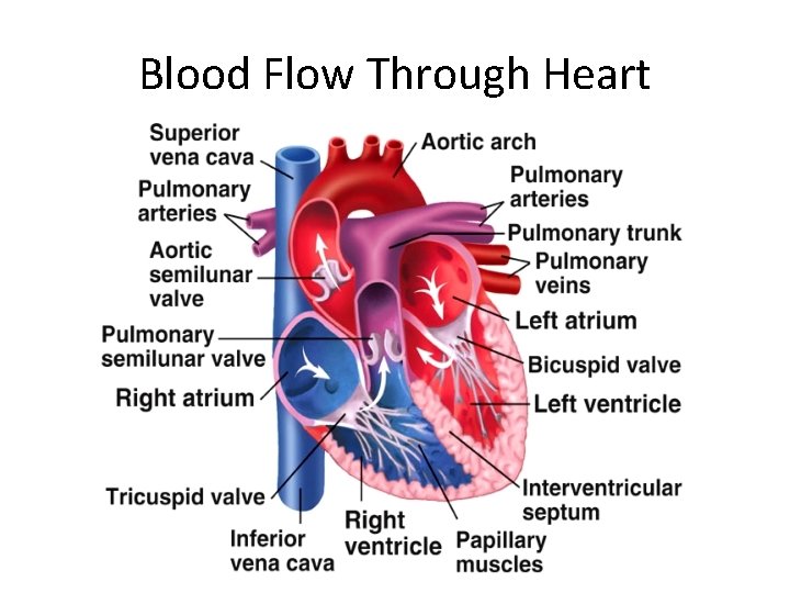 Blood Flow Through Heart 