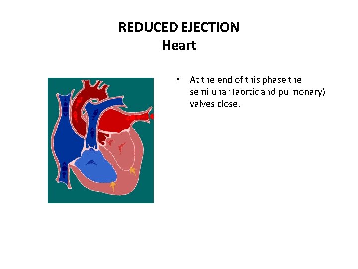 REDUCED EJECTION Heart • At the end of this phase the semilunar (aortic and