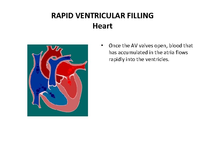 RAPID VENTRICULAR FILLING Heart • Once the AV valves open, blood that has accumulated