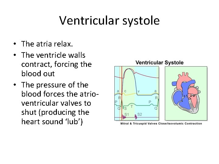 Ventricular systole • The atria relax. • The ventricle walls contract, forcing the blood