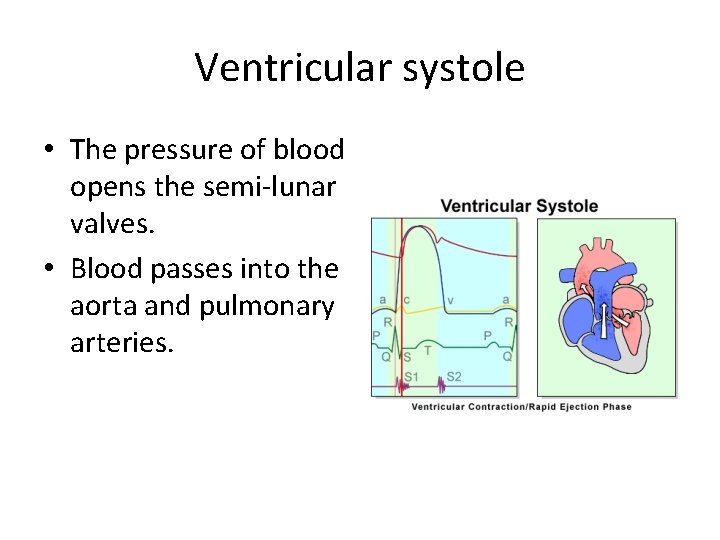 Ventricular systole • The pressure of blood opens the semi-lunar valves. • Blood passes