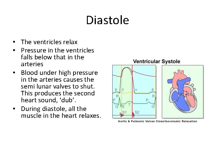 Diastole • The ventricles relax • Pressure in the ventricles falls below that in