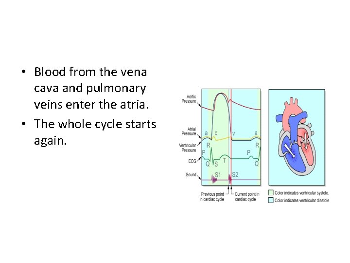  • Blood from the vena cava and pulmonary veins enter the atria. •
