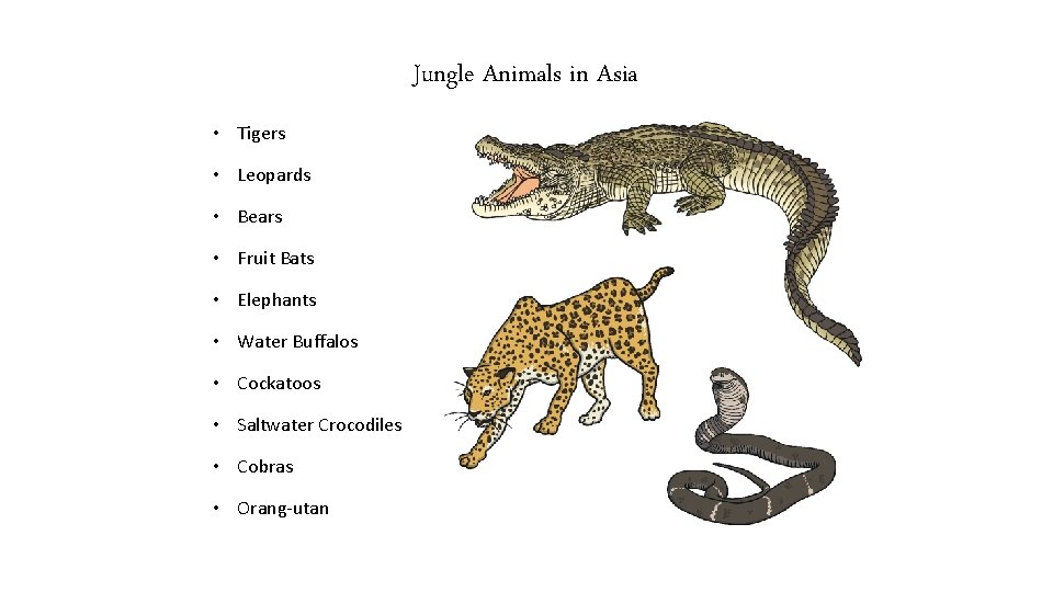 Jungle Animals in Asia • Tigers • Leopards • Bears • Fruit Bats •