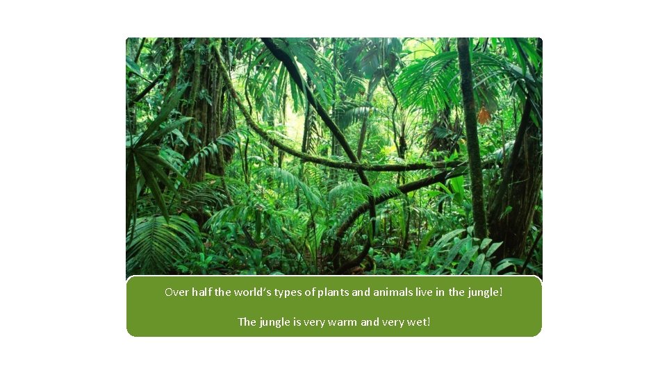 Over half the world’s types of plants and animals live in the jungle! The