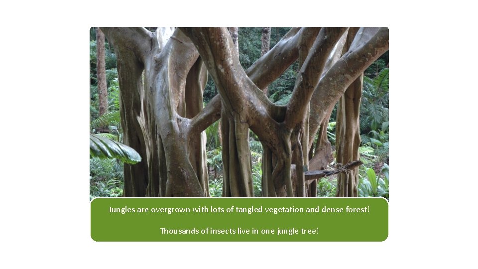 Jungles are overgrown with lots of tangled vegetation and dense forest! Thousands of insects