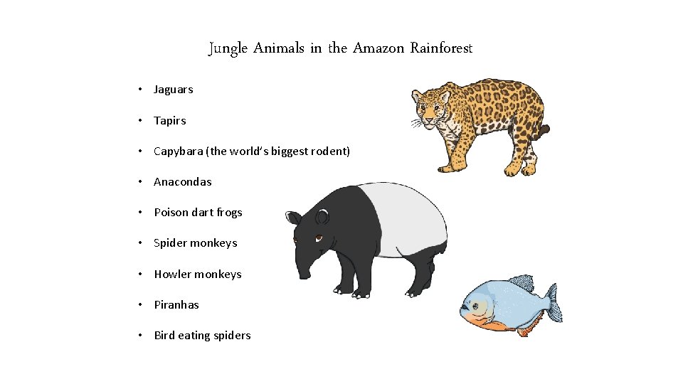 Jungle Animals in the Amazon Rainforest • Jaguars • Tapirs • Capybara (the world’s