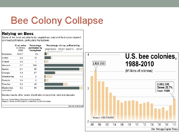 Bee Colony Collapse 