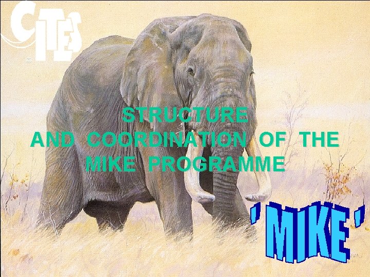 © STRUCTURE AND COORDINATION OF THE MIKE PROGRAMME 