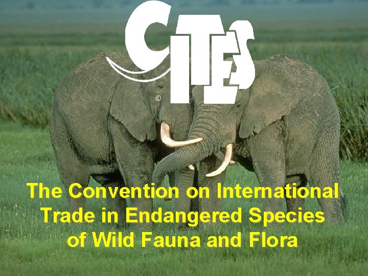 © The Convention on International Trade in Endangered Species of Wild Fauna and Flora