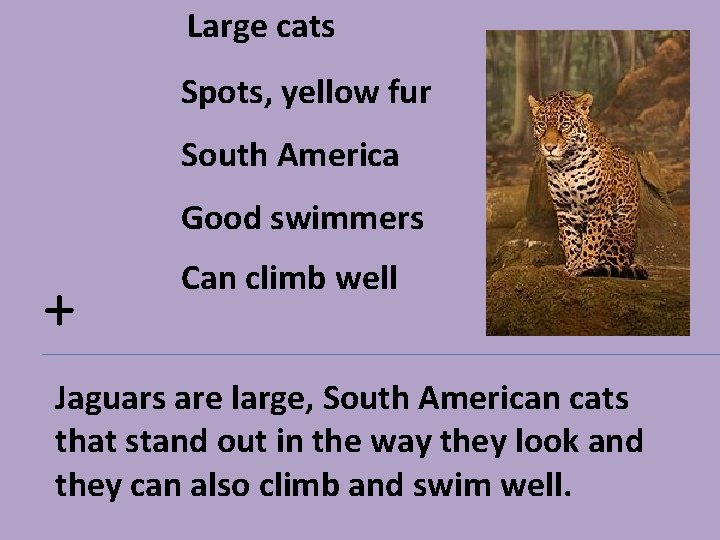 Large cats Spots, yellow fur South America Good swimmers + Can climb well Jaguars