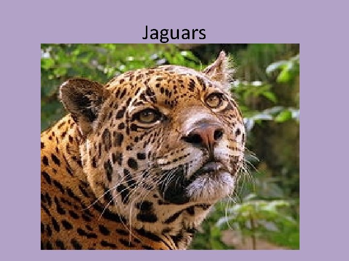 Jaguars 