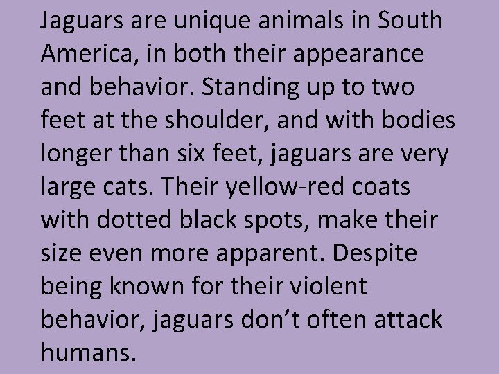 Jaguars are unique animals in South America, in both their appearance and behavior. Standing