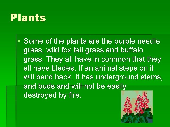Plants § Some of the plants are the purple needle grass, wild fox tail