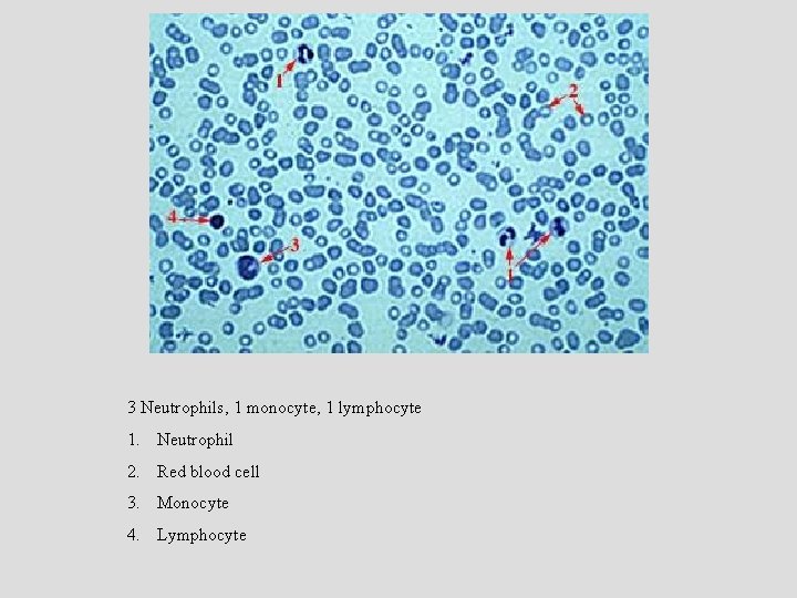 3 Neutrophils, 1 monocyte, 1 lymphocyte 1. Neutrophil 2. Red blood cell 3. Monocyte