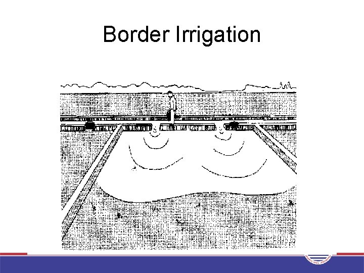 Border Irrigation 