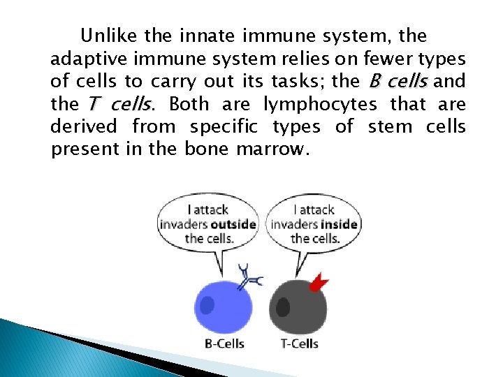 Unlike the innate immune system, the adaptive immune system relies on fewer types of