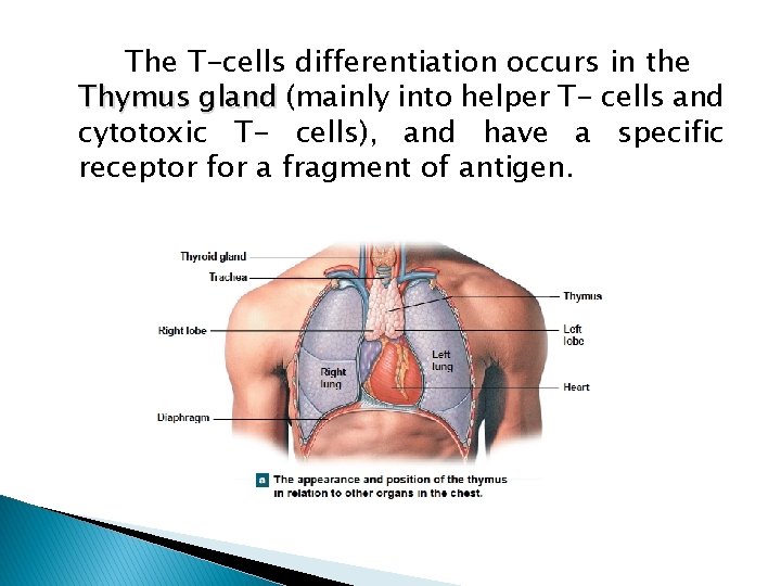 The T-cells differentiation occurs in the Thymus gland (mainly into helper T- cells and