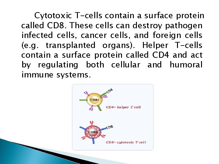 Cytotoxic T-cells contain a surface protein called CD 8. These cells can destroy pathogen