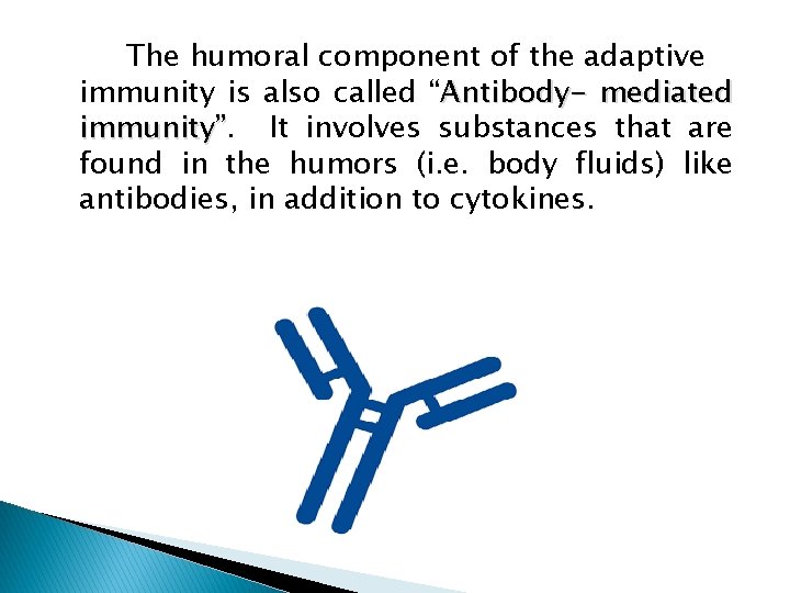 The humoral component of the adaptive immunity is also called “Antibody- mediated immunity” It