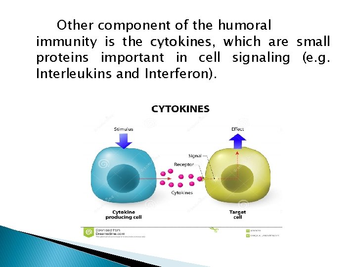 Other component of the humoral immunity is the cytokines, cytokines which are small proteins