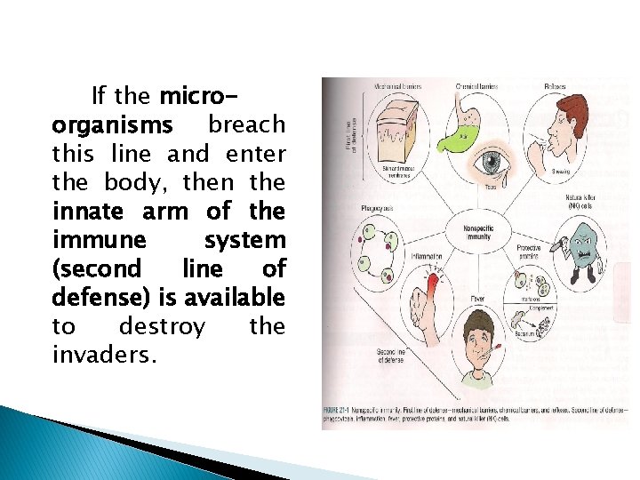 If the microorganisms breach this line and enter the body, then the innate arm