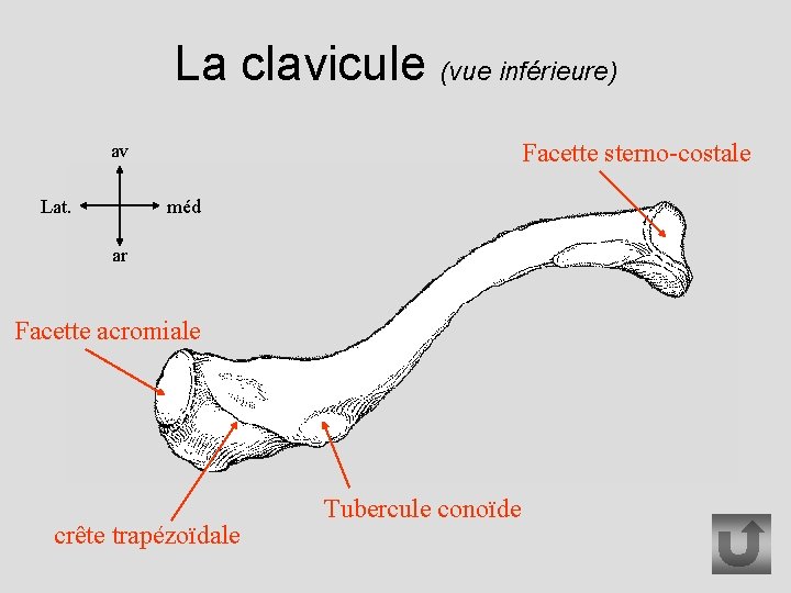 La clavicule (vue inférieure) Facette sterno-costale av Lat. méd ar Facette acromiale crête trapézoïdale