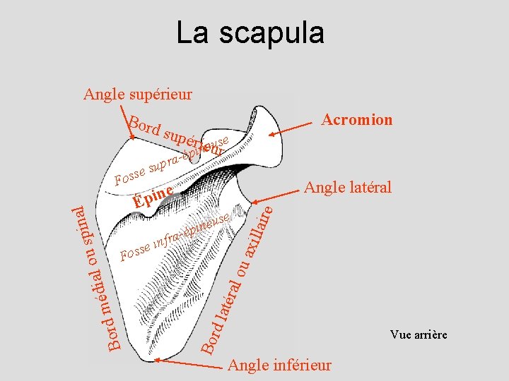 La scapula Angle supérieur Bord Acromion supé riineeuurse p - fra n i se