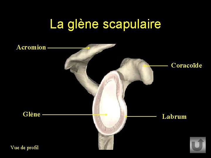 La glène scapulaire Acromion Coracoïde Glène Vue de profil Labrum 