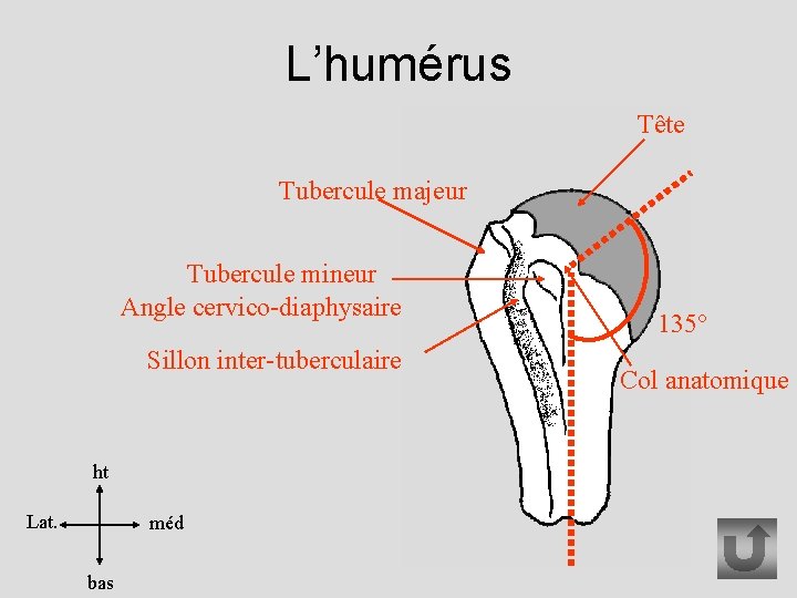 L’humérus Tête Tubercule majeur Tubercule mineur Angle cervico-diaphysaire Sillon inter-tuberculaire ht Lat. méd bas