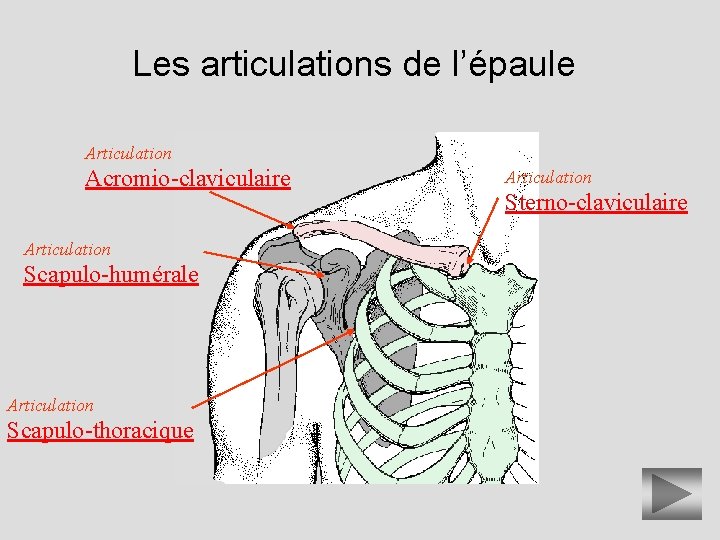 Les articulations de l’épaule Articulation Acromio-claviculaire Articulation Scapulo-humérale Articulation Scapulo-thoracique Articulation Sterno-claviculaire 