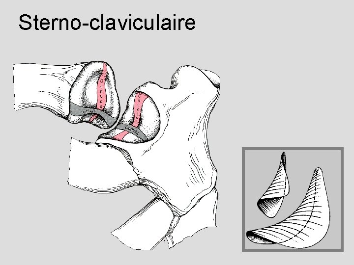 Sterno-claviculaire 