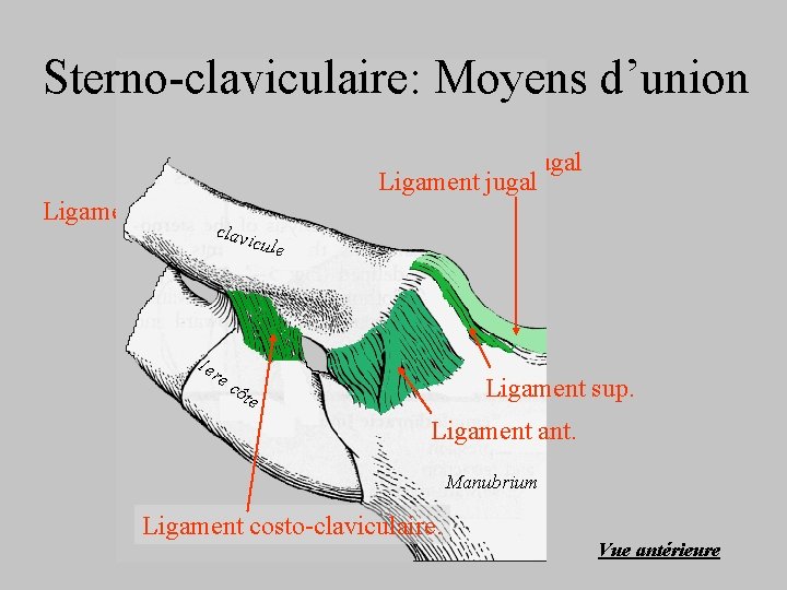 Sterno-claviculaire: Moyens d’union Disque articulaire Ligament jugal Ligament post. clavi cla vic cule 1