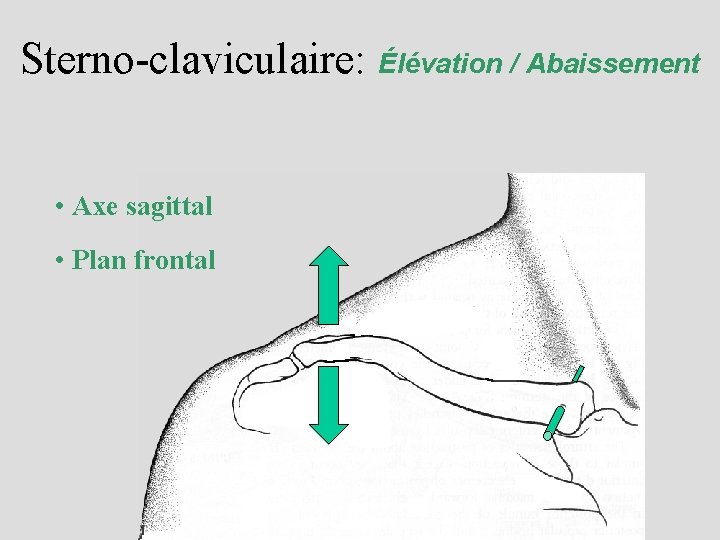 Sterno-claviculaire: Élévation / Abaissement • Axe sagittal • Plan frontal 