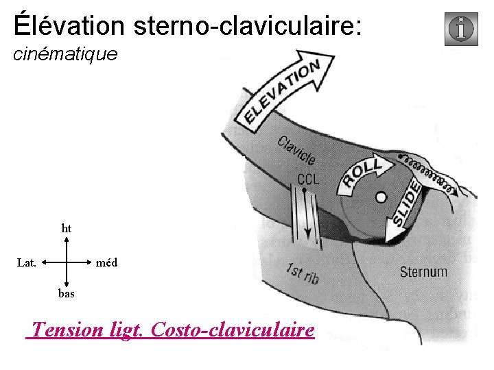 Élévation sterno-claviculaire: cinématique ht Lat. méd bas Tension ligt. Costo-claviculaire 